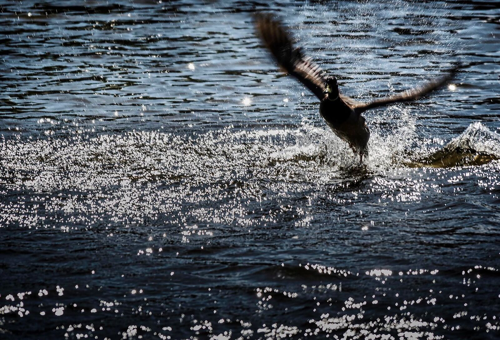 Drake mallard duck flight