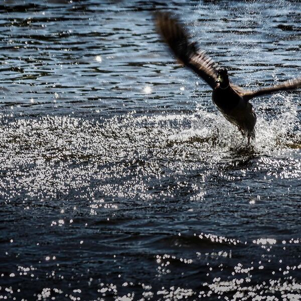 Drake mallard duck flight
