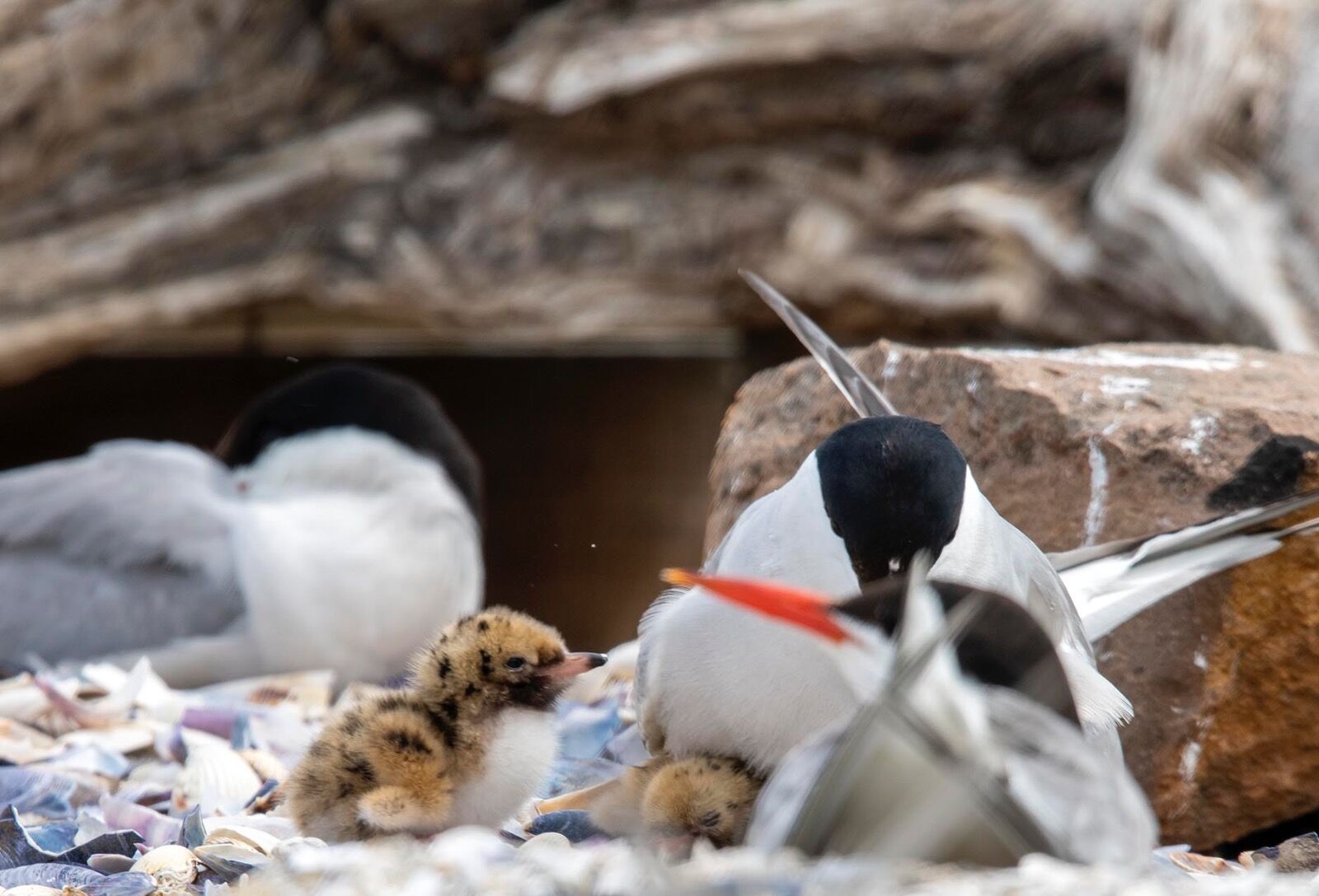 Baby chick Common terns
