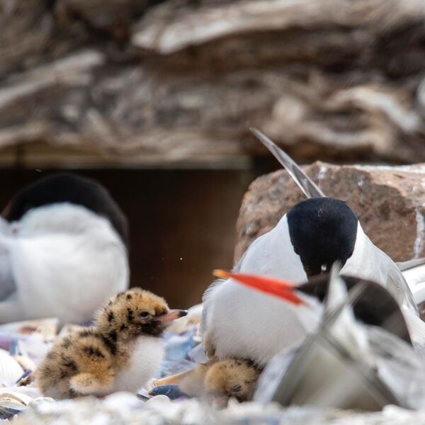 Baby chick Common terns