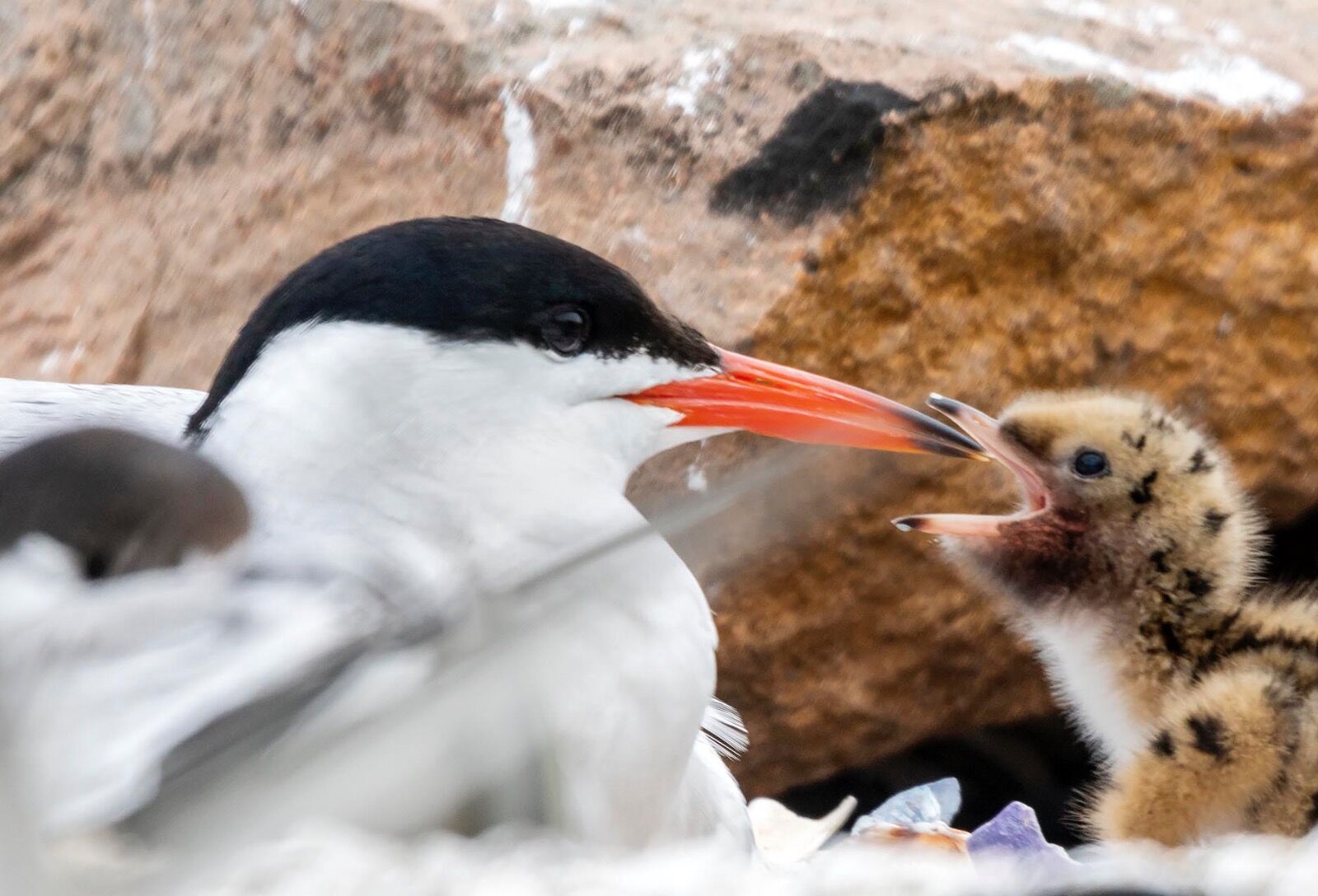 Baby chick Common Tern