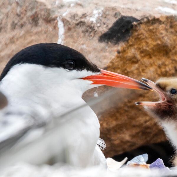 Baby chick Common Tern