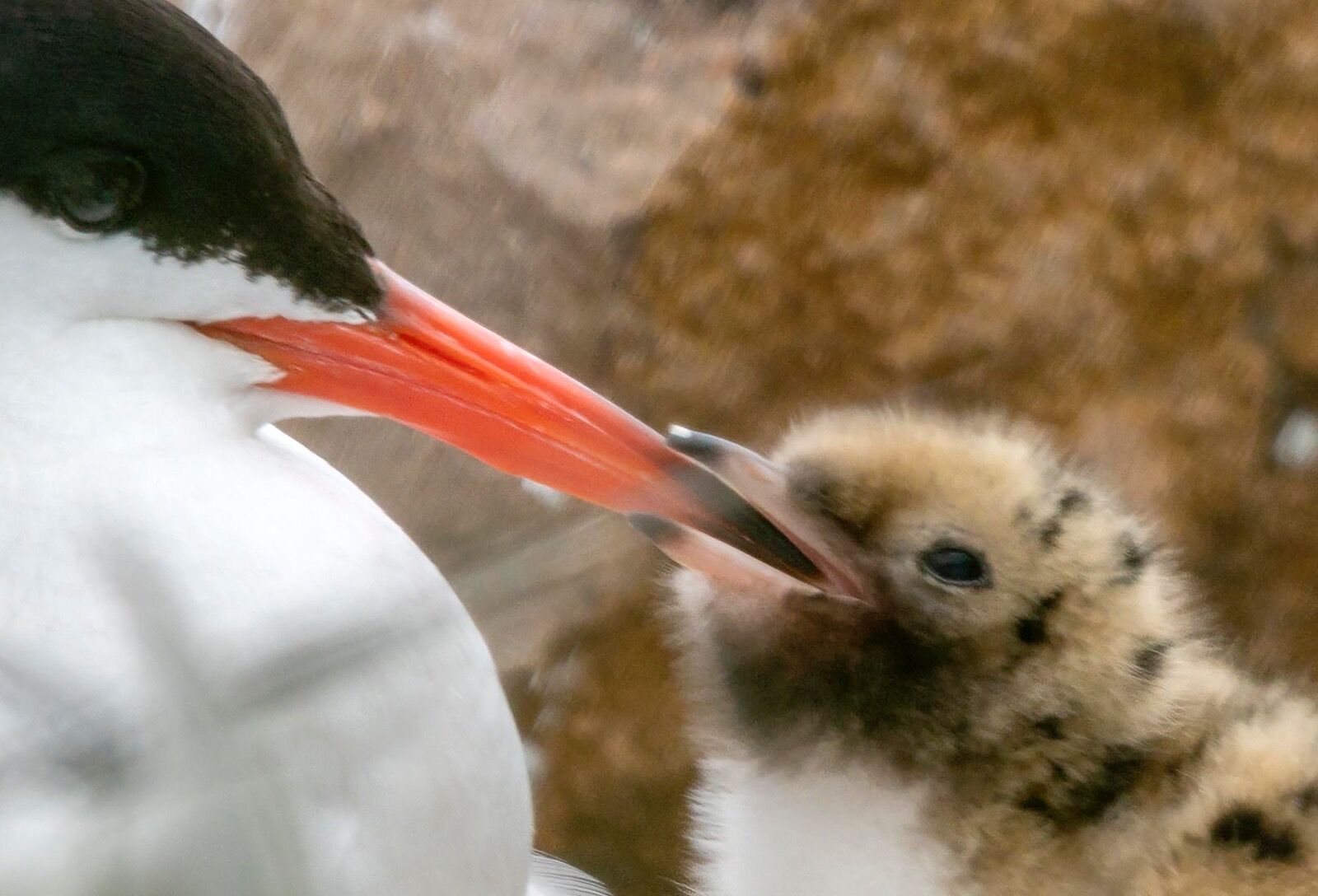 Baby chick Common Tern