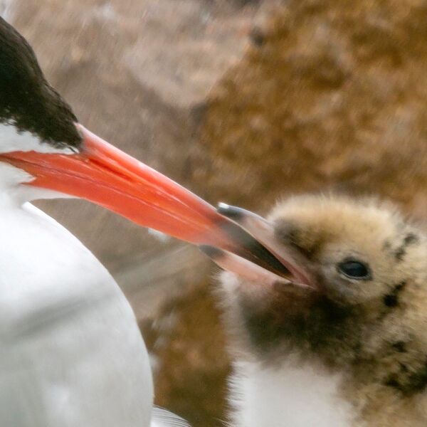 Baby chick Common Tern
