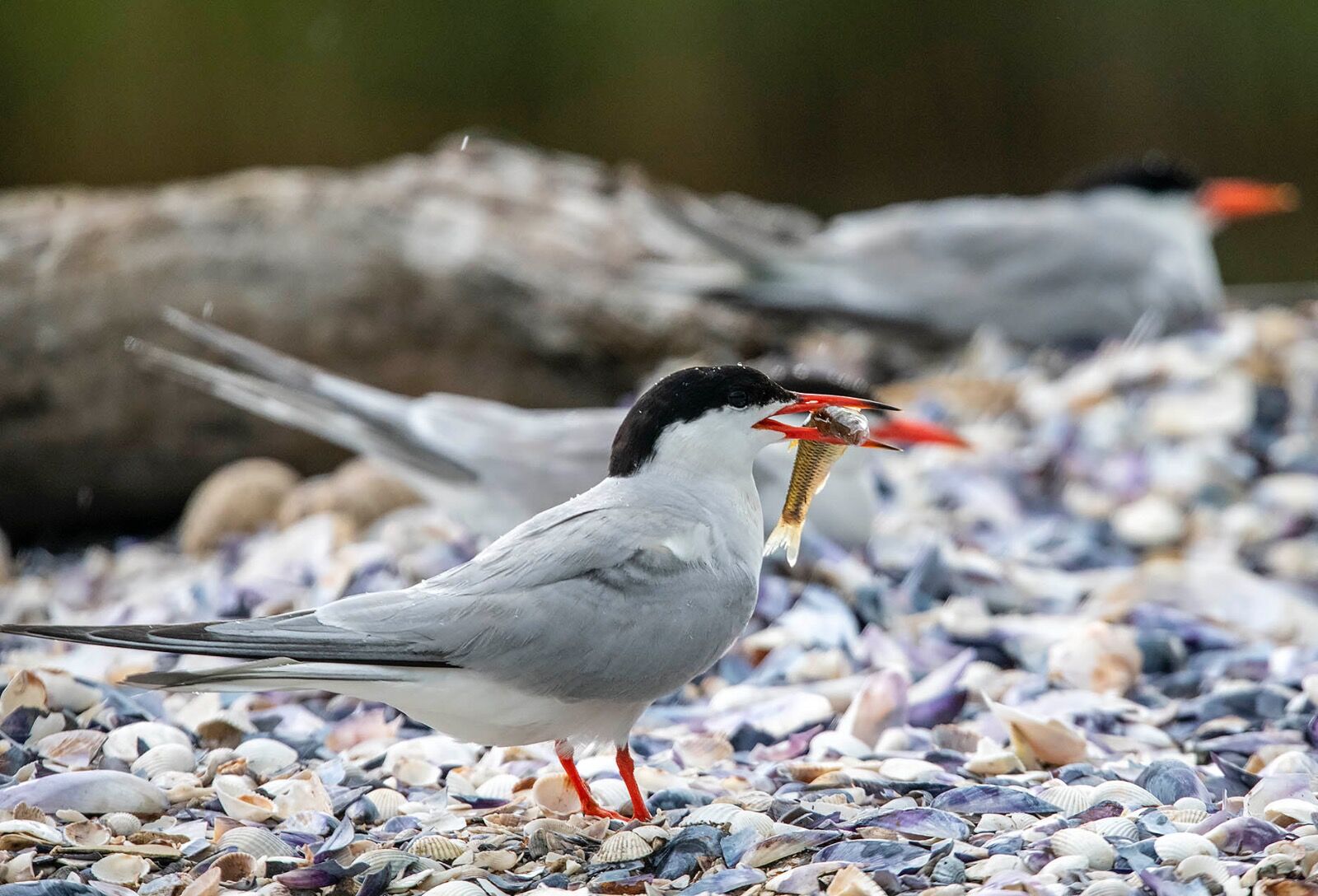 Common Tern with fish