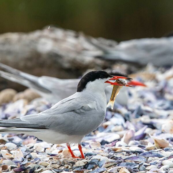 Common Tern with fish