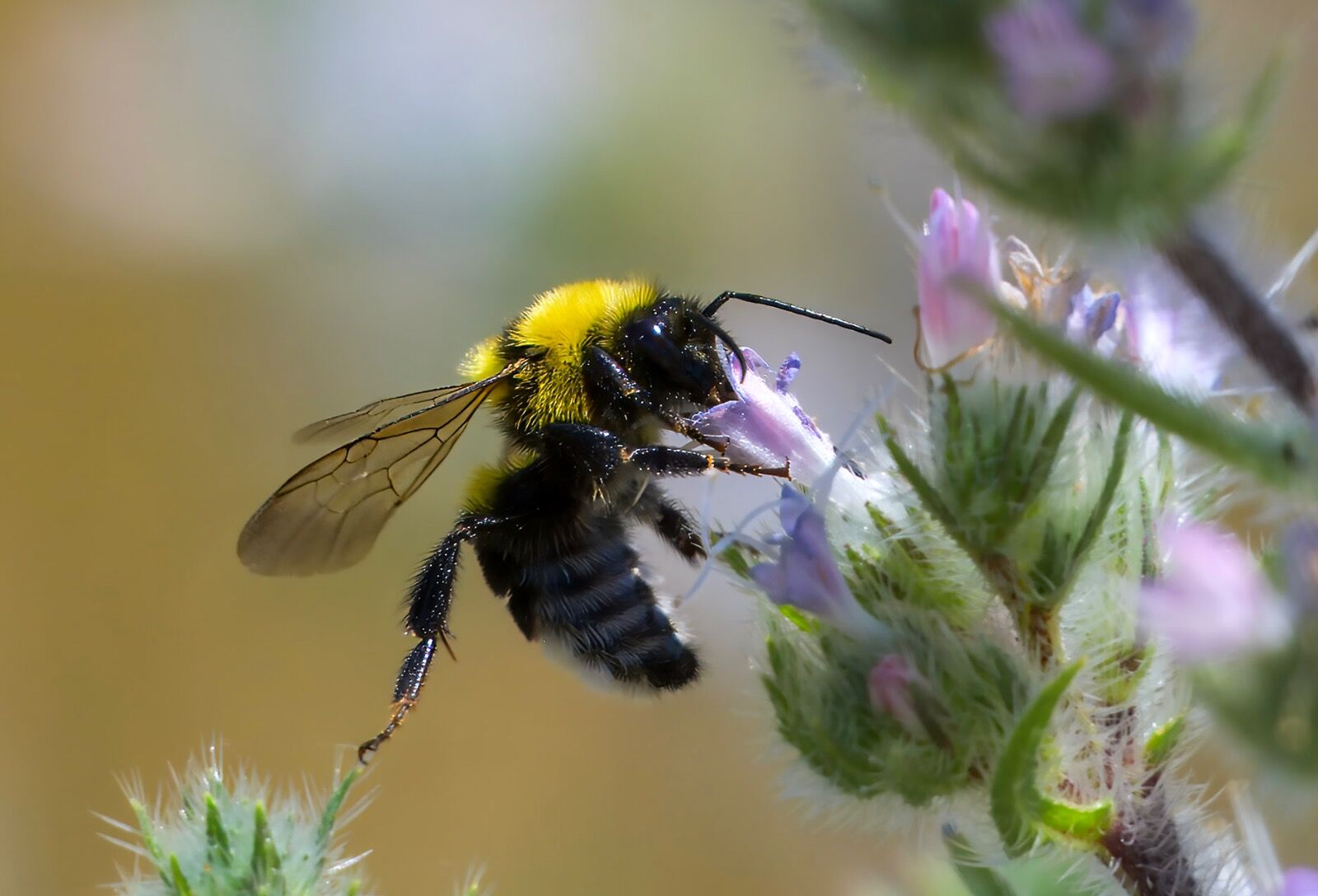 Honey Bee