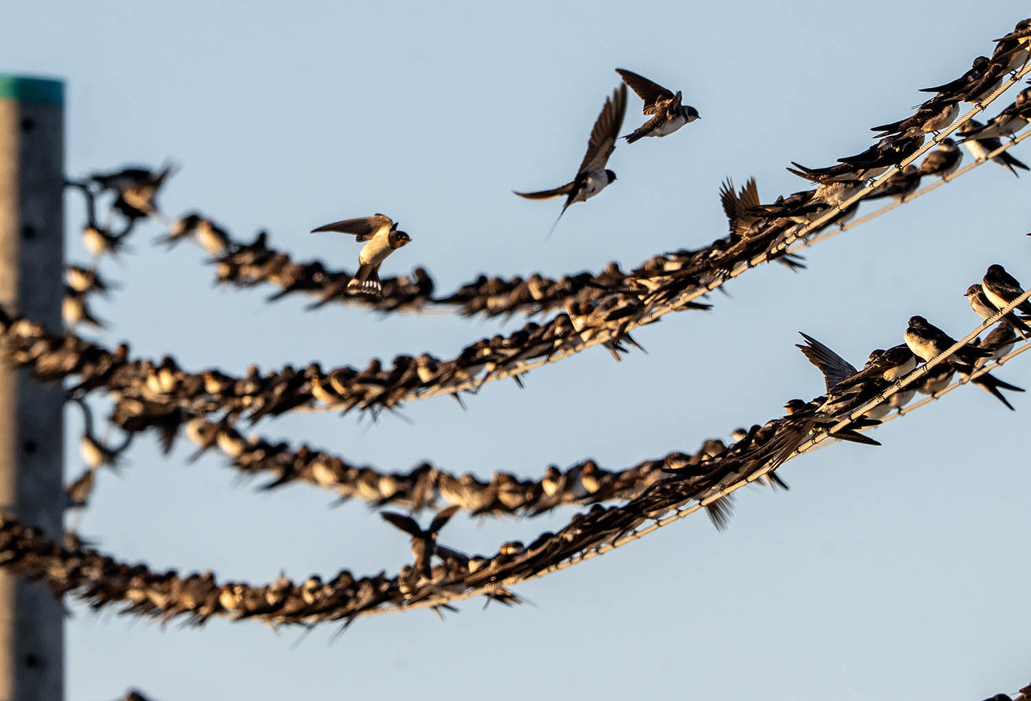 Birds on the wire dawn migration