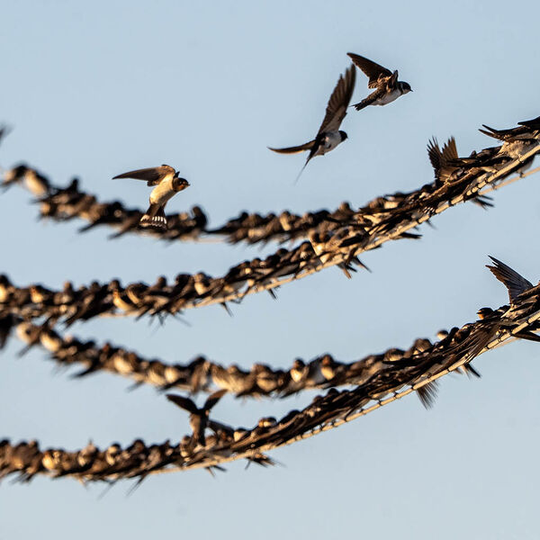 Birds on the wire dawn migration