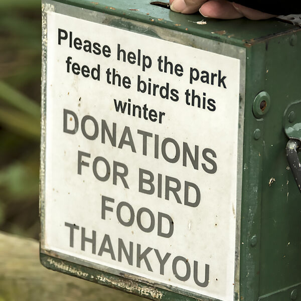 Birds need helping hand