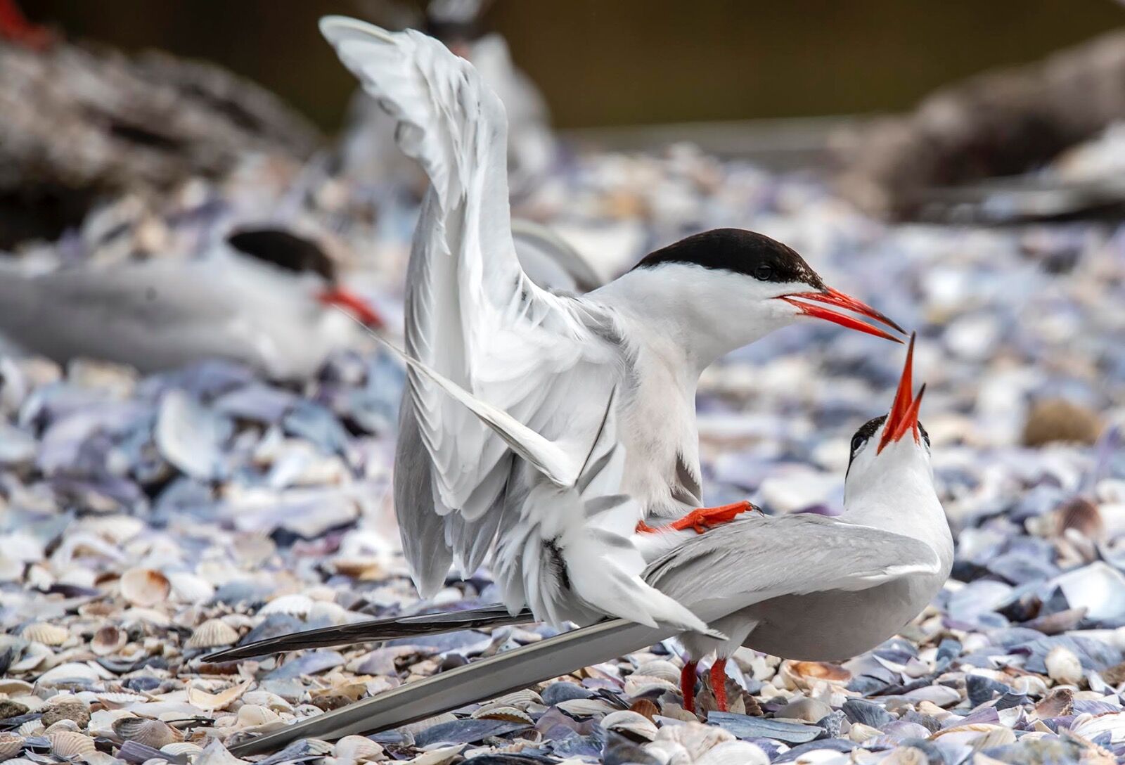 Breeding Common Tern
