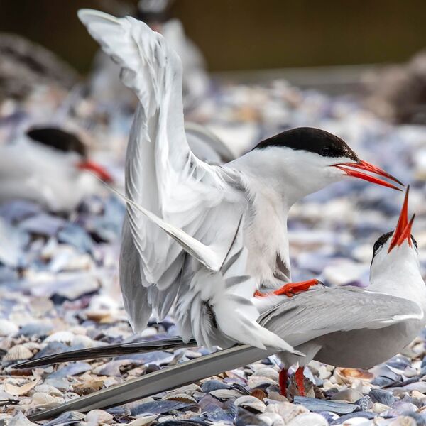 August Breeding Common tern