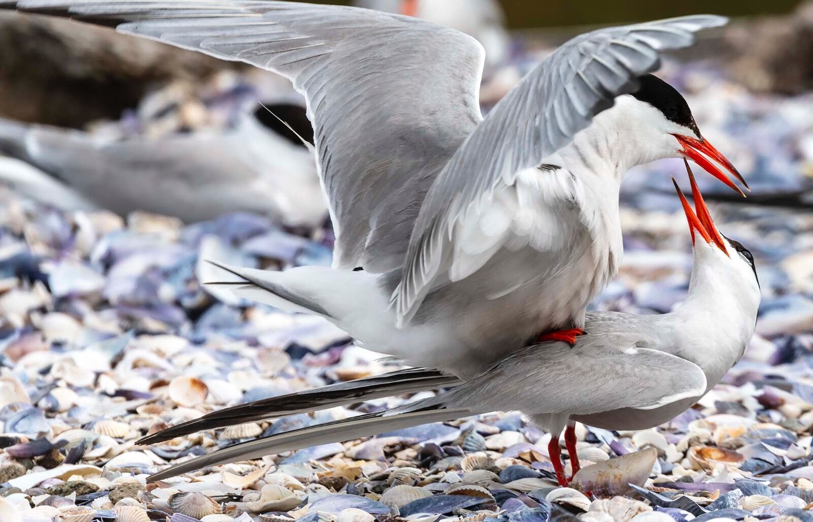 Breeding terns
