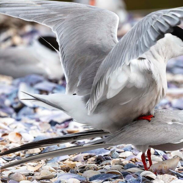 Breeding terns