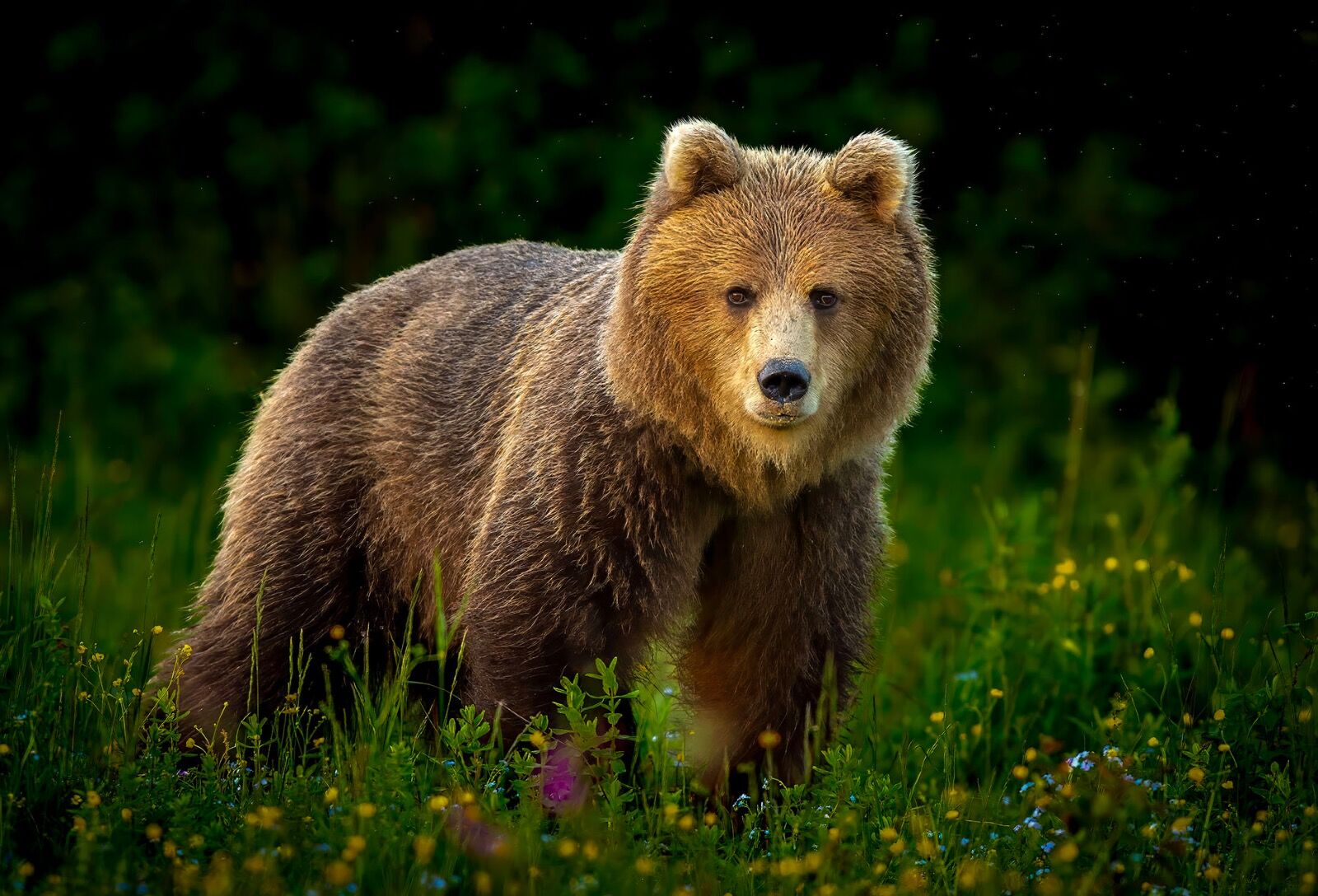 Brown Bear meadow field