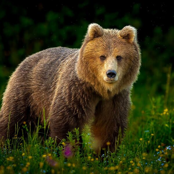 Brown Bear meadow field
