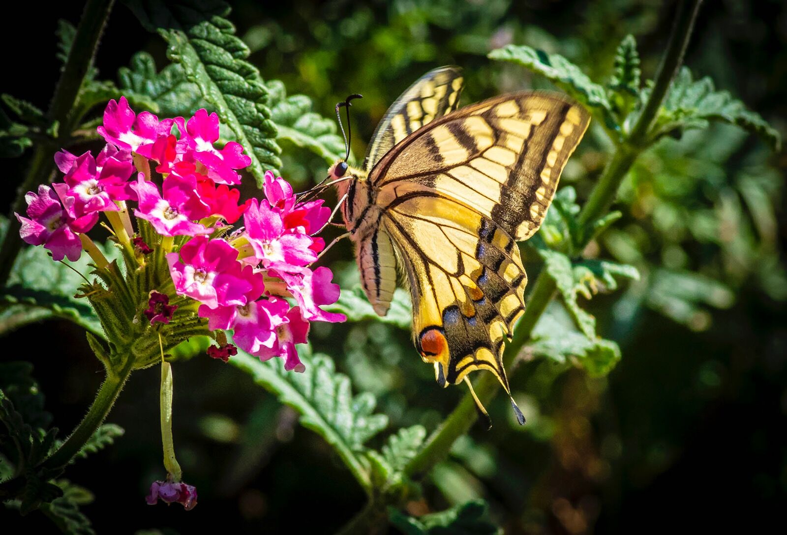 Swallowtail Butterfly