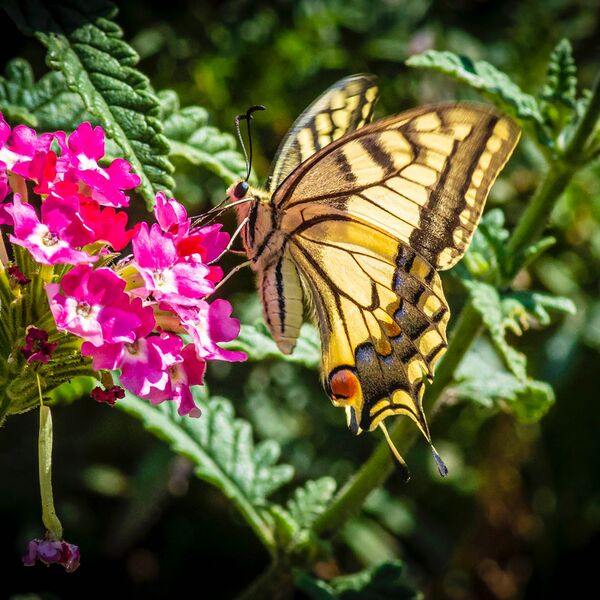 Swallowtail Butterfly