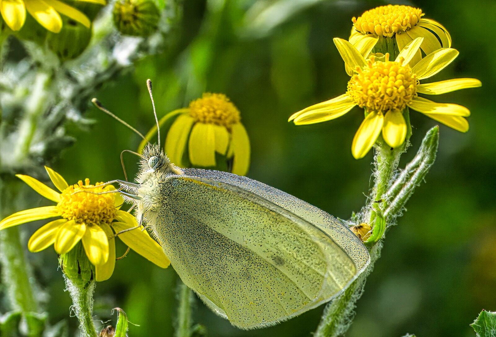 Butterfly spring 160325 5831-t-t