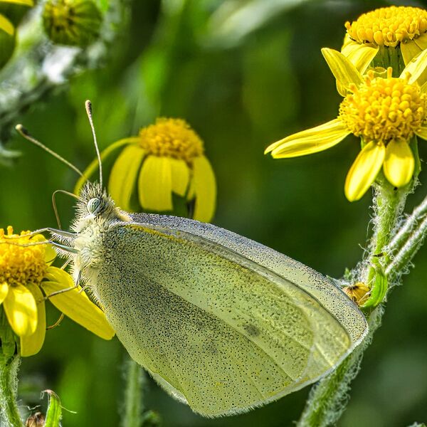 Butterfly spring 160325 5831-t-t