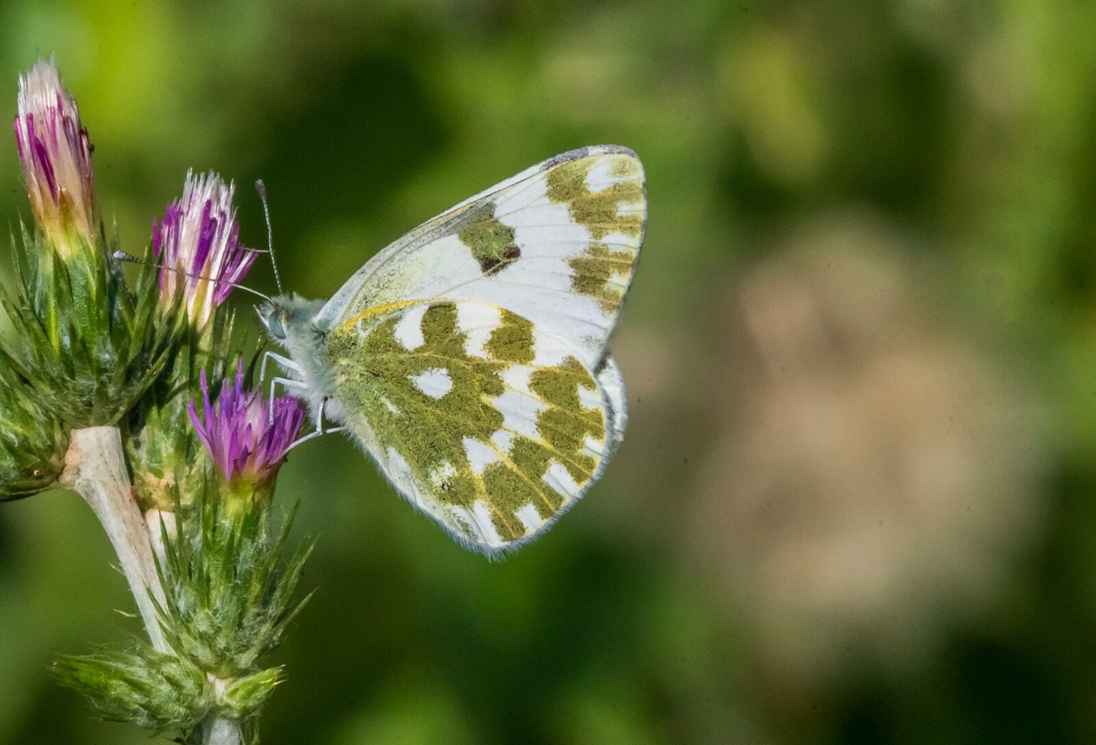 Butterfly wildlife 310525 8054