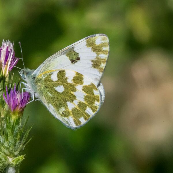 Butterfly wildlife 310525 8054
