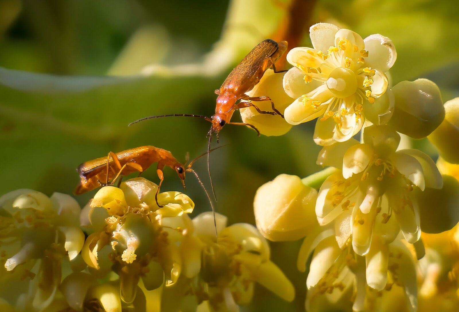 Red-headed cardinal beetles