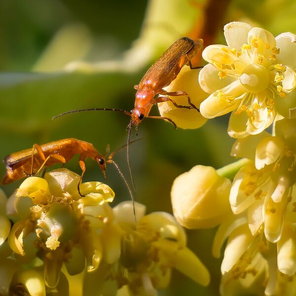 Red-headed cardinal beetles