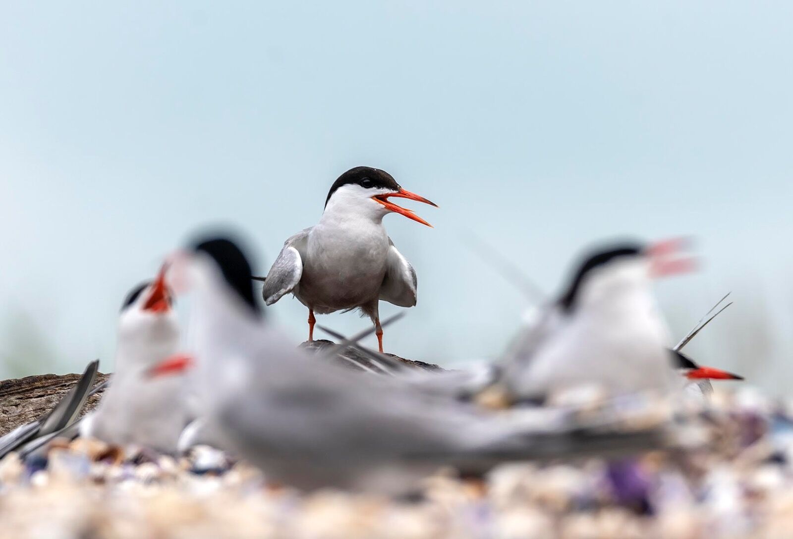 Common tern poda lagoon