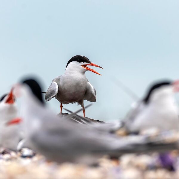 Common tern poda lagoon