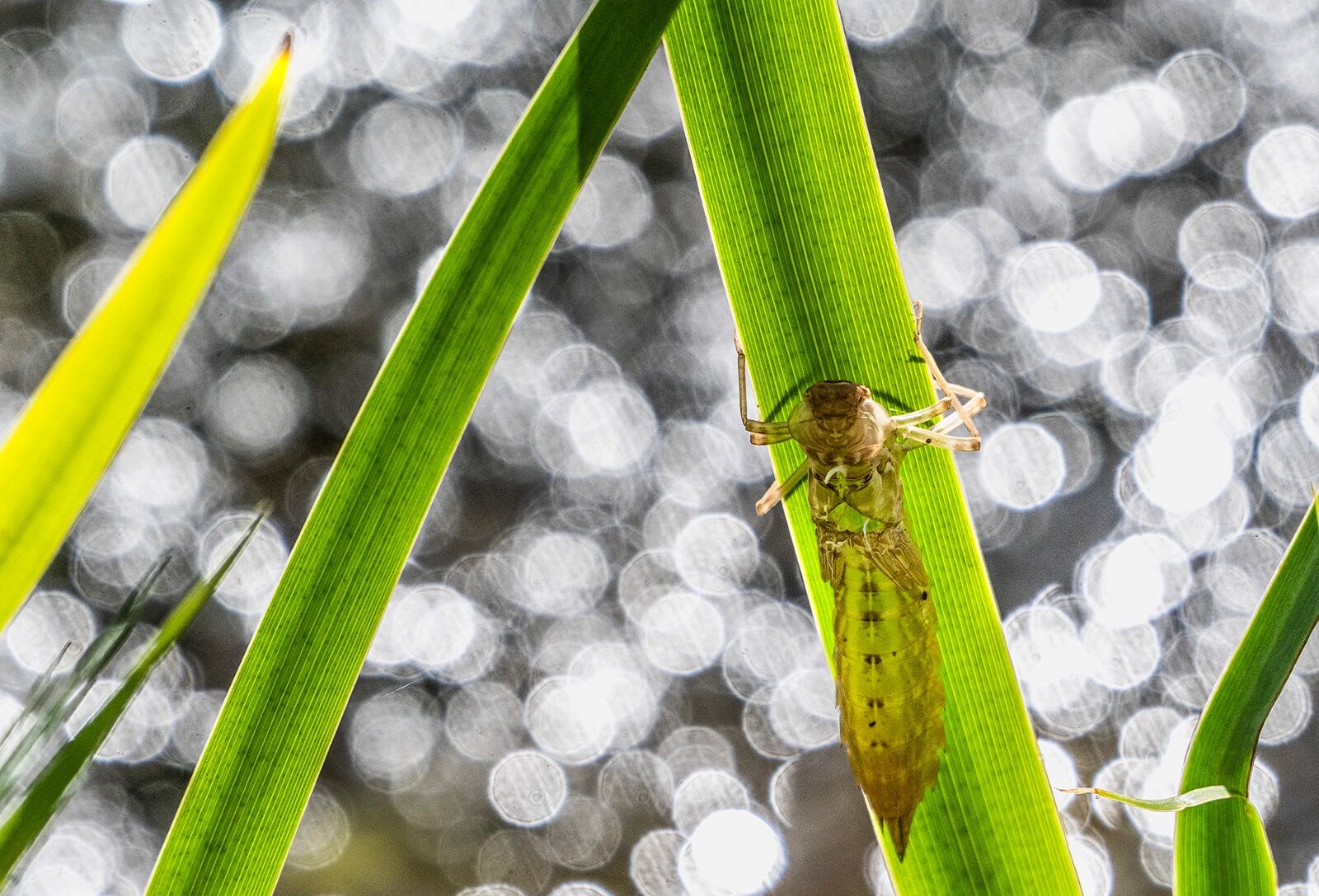 Dragonfly