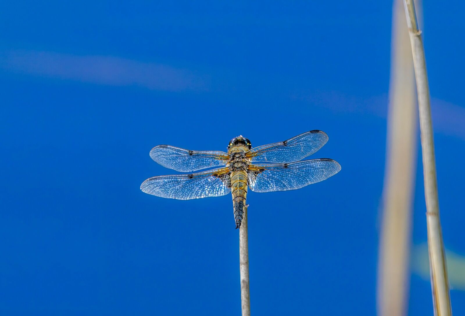 Dragonfly wales 080725 wildlife 9644-t