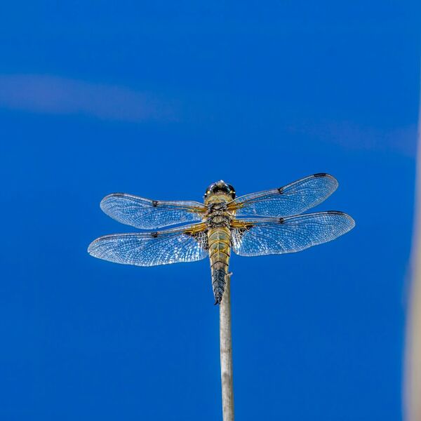 Dragonfly wales 080725 wildlife 9644-t