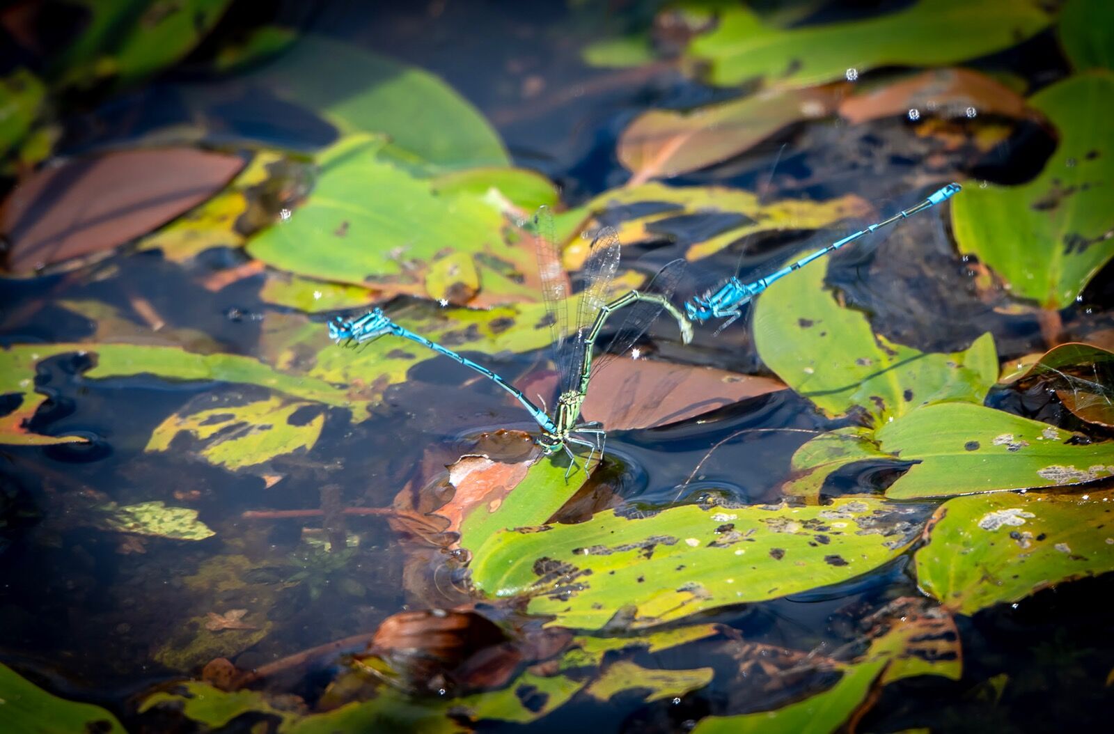 Dragonfly wales 080725 wildlife 9719