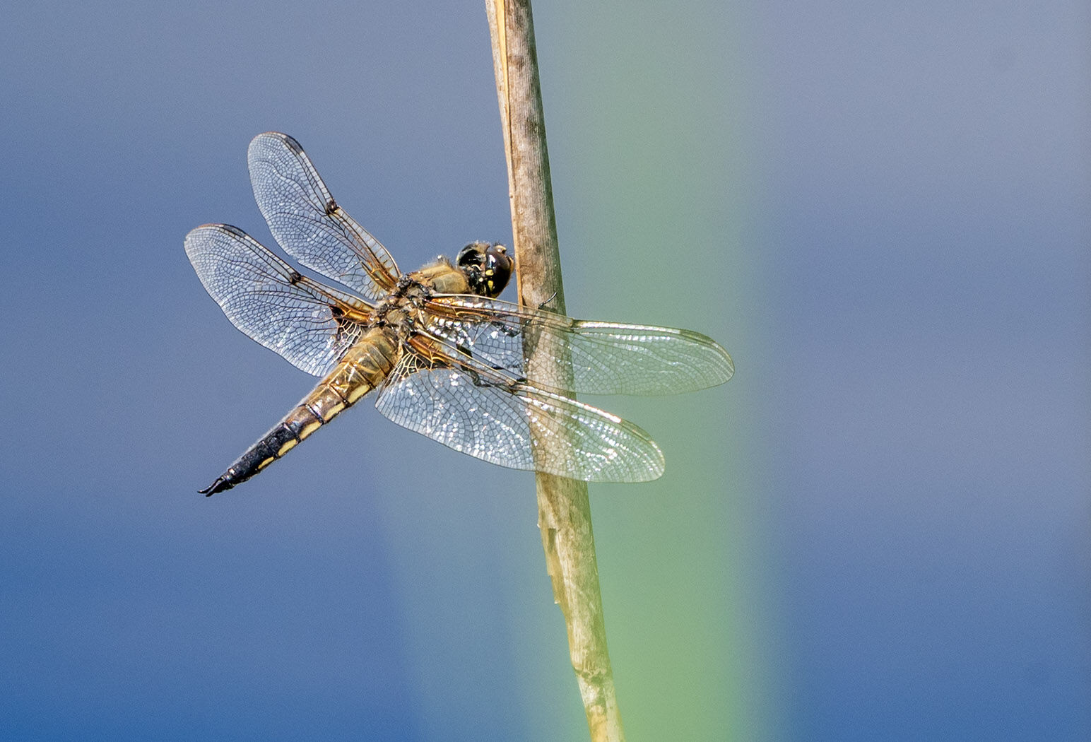 Dragonfly wales 080725 wildlife 9656