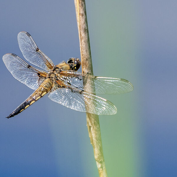 Dragonfly wales 080725 wildlife 9656