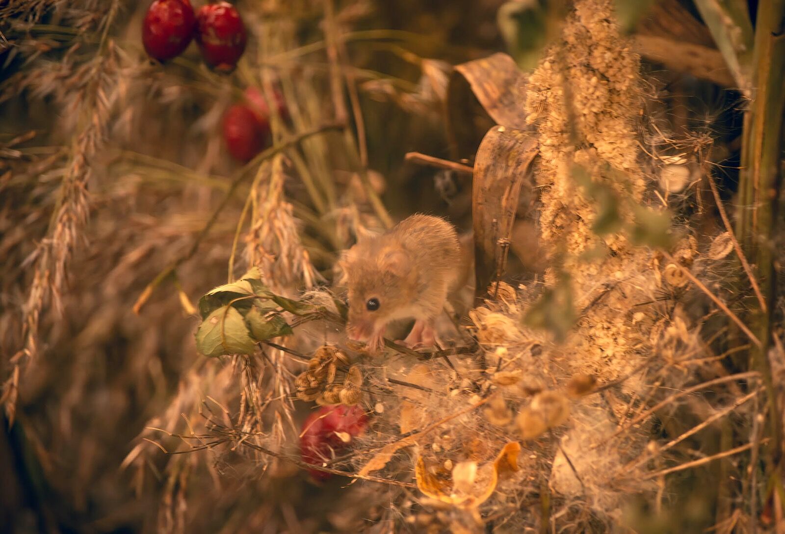 Field mouse portrait