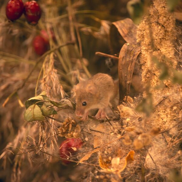 Field mouse portrait