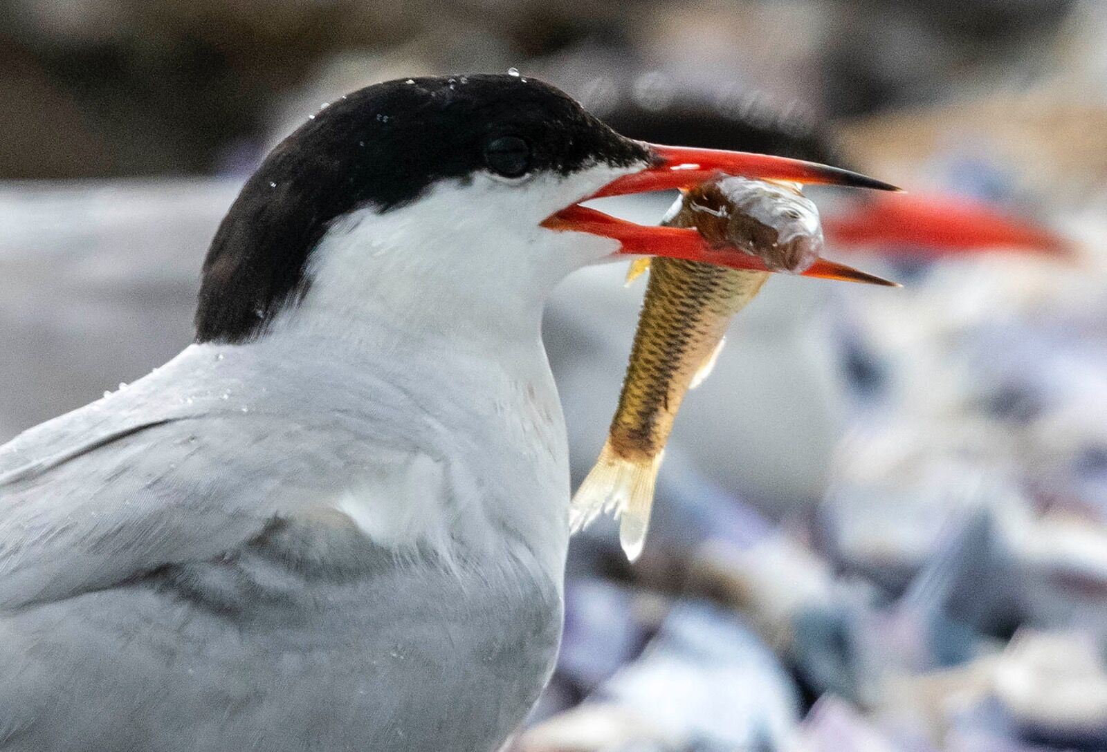 Fish in mouth Common tern