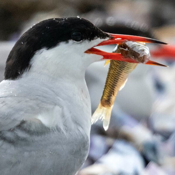 Fish in mouth Common tern