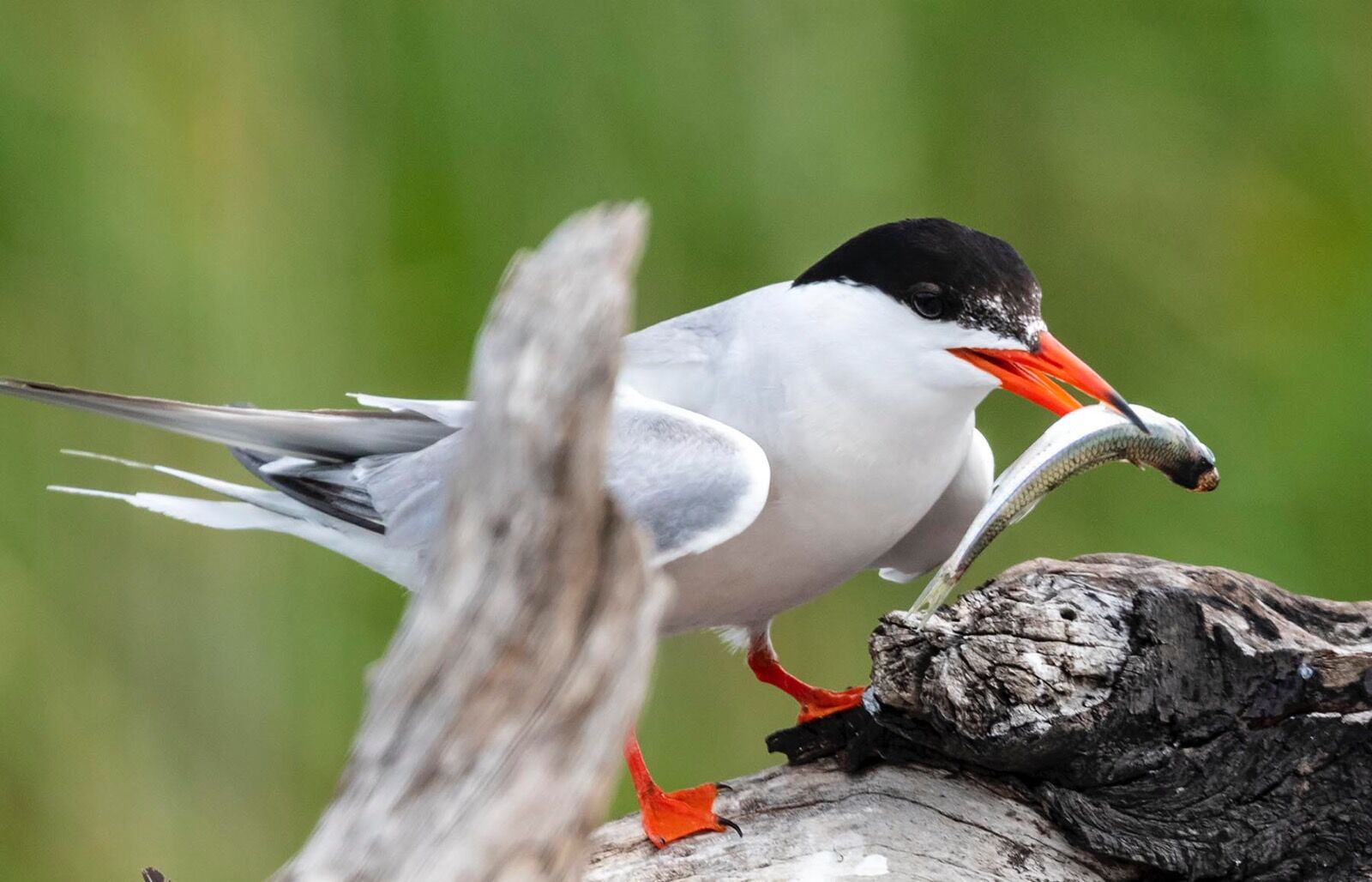 Fish dinner Common tern