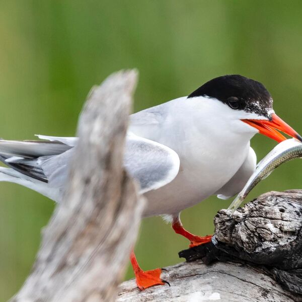 Fish dinner Common tern