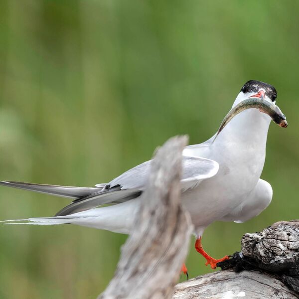 Common tern