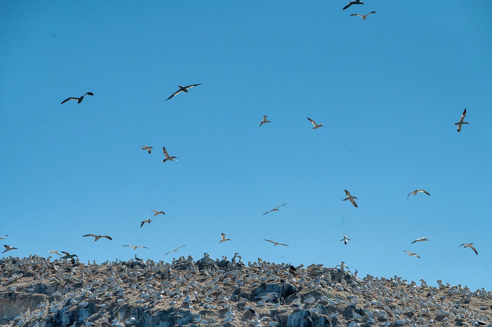 Gannet island 110725 0549 copy