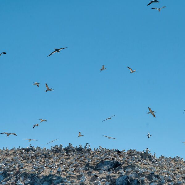 Gannet island 110725 0549 copy