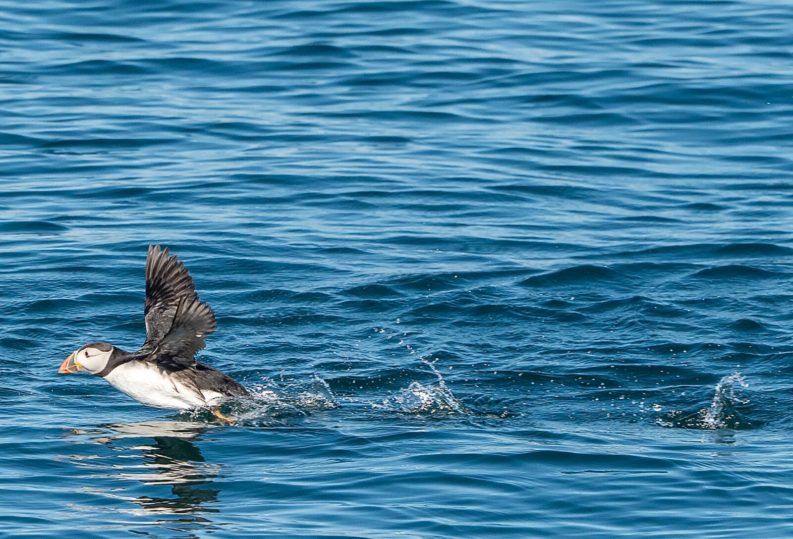 Puffin gannett island 110725 0985