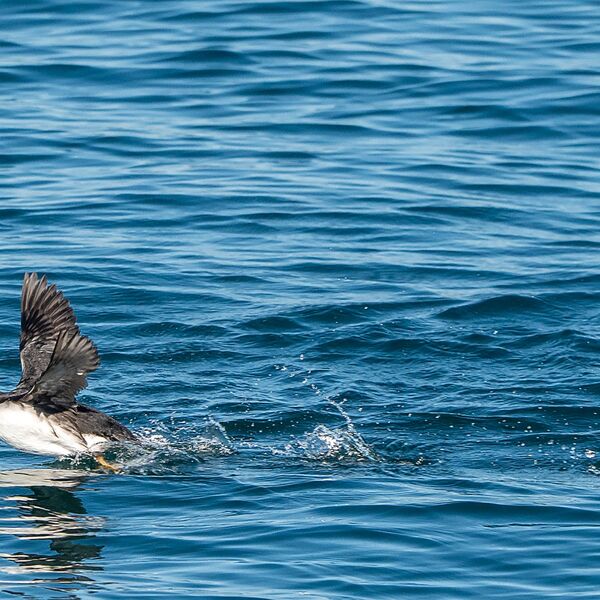 Puffin gannett island 110725 0985