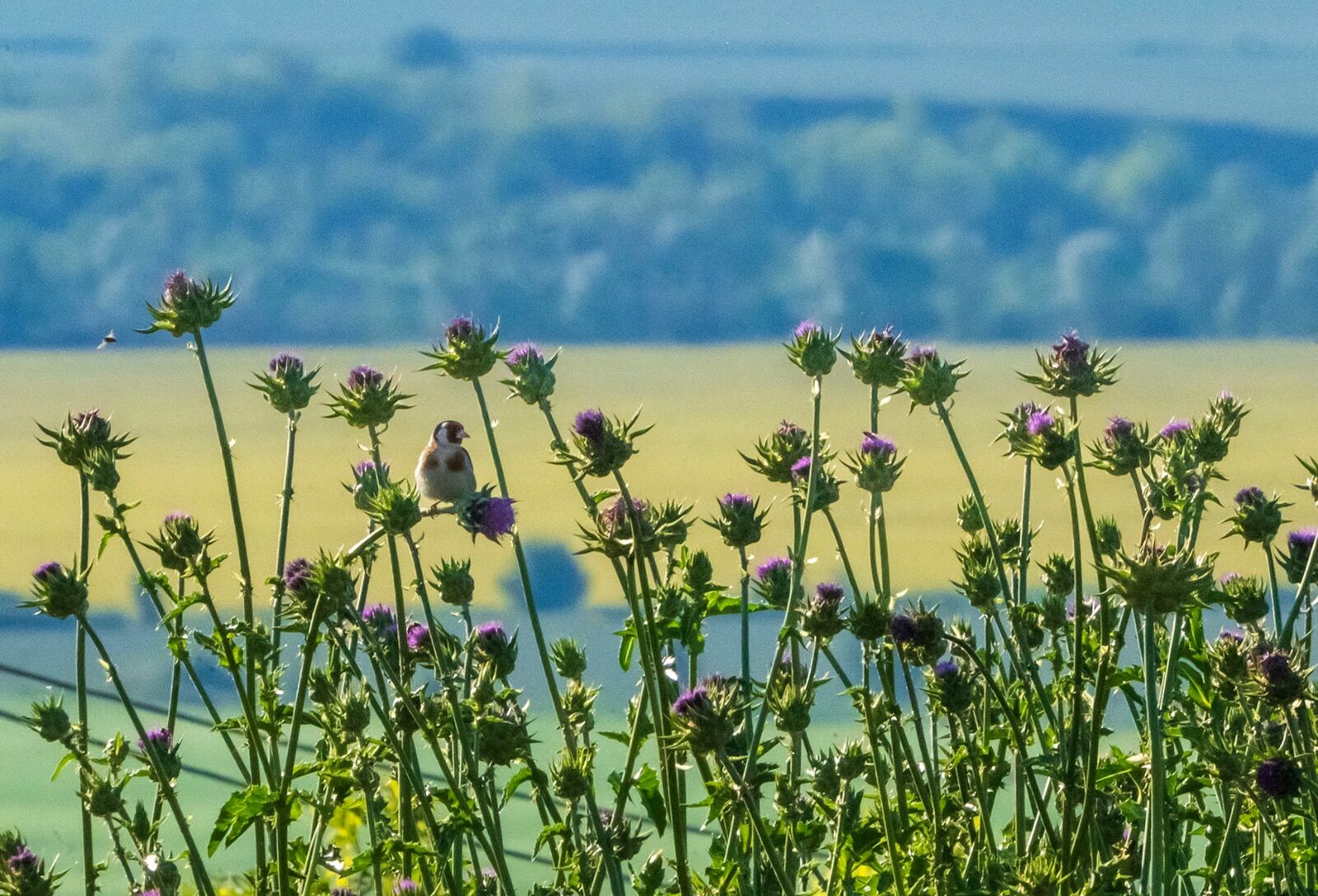 Goldfinch wildflowers 200525 7891