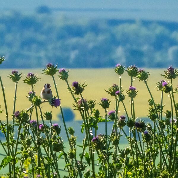 Goldfinch wildflowers 200525 7891