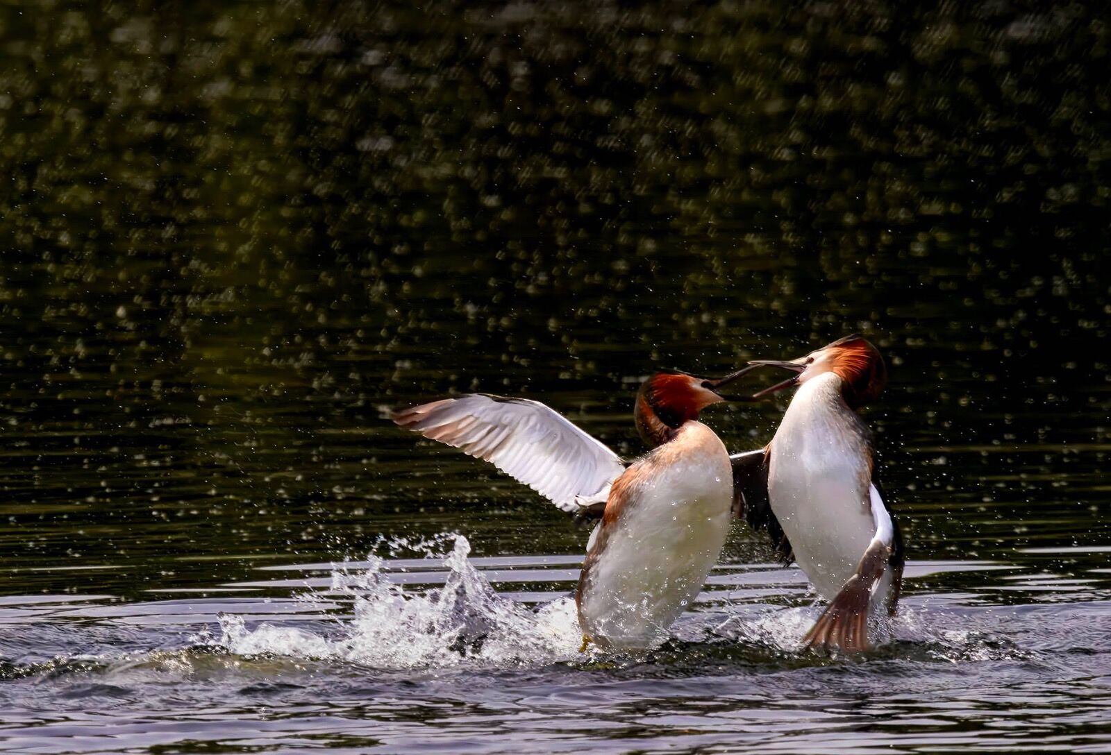 Great crested grebes